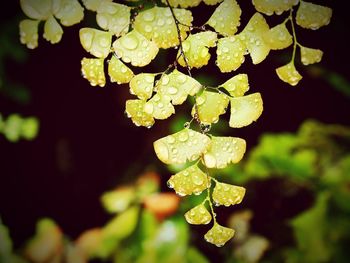 Close-up of leaves