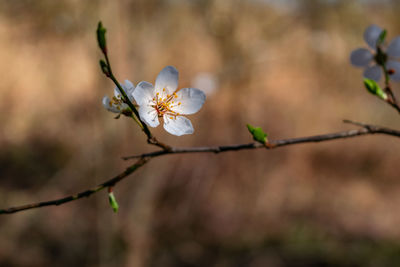 Close-up of cherry blossom