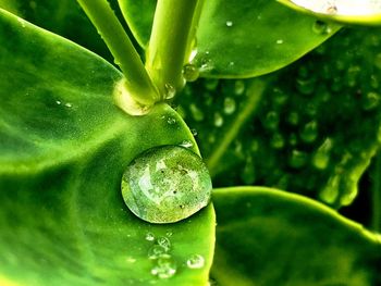 Close-up of raindrops on green leaves