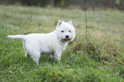 Close-up of white dog on field