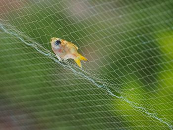 Close-up of lizard on spider web