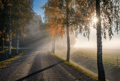 Trees by road against sky during autumn