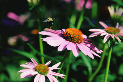 Close-up of insect on pink flower