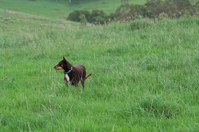 Horse in a field