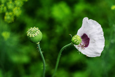 Close-up of flower blooming outdoors