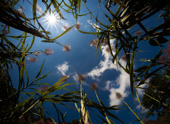 Low angle view of plants against sky on sunny day