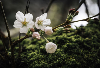 Close-up of white flowering plant