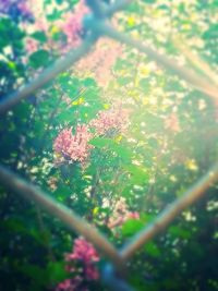 Close-up of plant against blurred background