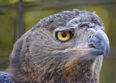 Close-up portrait of owl