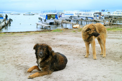 Dogs on beach