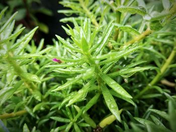 Close-up of wet plant