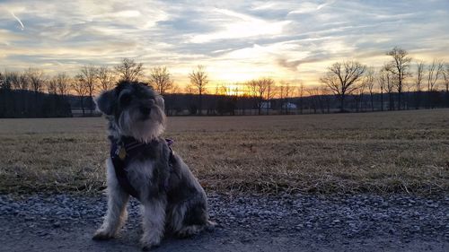 Dog on street against sky during sunset