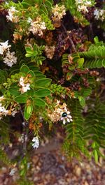 Close-up of white flowers
