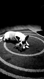 domestic animals