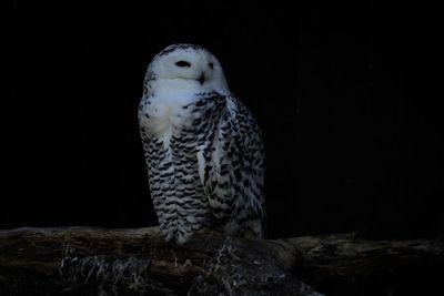 Close-up of eagle perching on rock