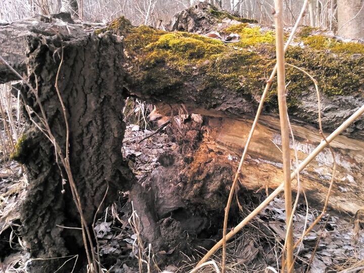 rock - object, rock formation, nature, tranquility, plant, forest, tree, rock, high angle view, beauty in nature, dry, tranquil scene, growth, day, non-urban scene, landscape, outdoors, no people, stream, scenics