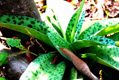 Close-up of succulent plant