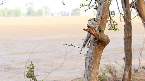 Close-up of lizard on tree trunk