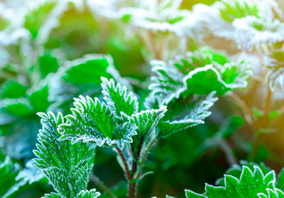 Frosted green leaves in the morning with sunlight. beautiful frost on green leaves in garden. nature 