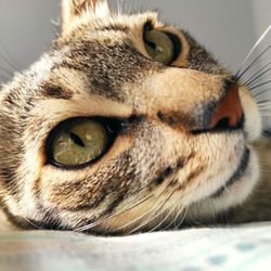 Close-up portrait of a cat