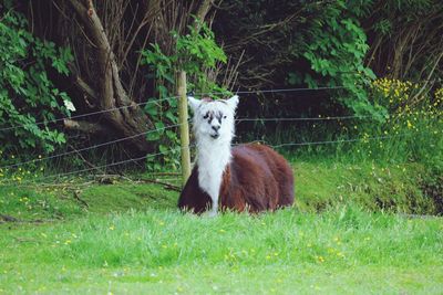 Portrait of alpaca in a field