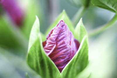 Close-up of pink rose on leaves