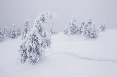 Snow covered trees during winter