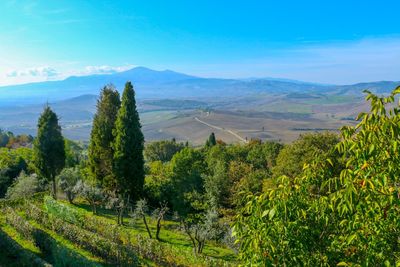 Scenic view of vineyard against sky