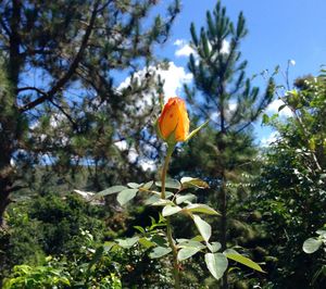 Close-up of yellow flowers