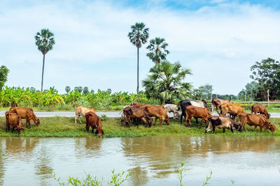 Horses in a farm