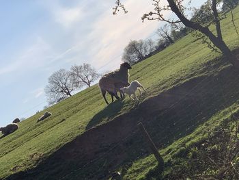View of a horse on field