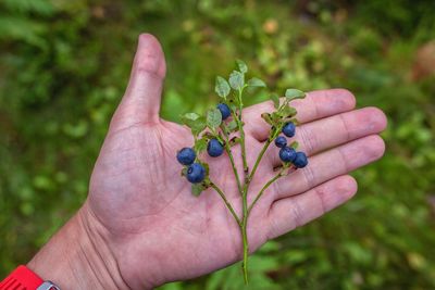 Close-up of hand holding fruit