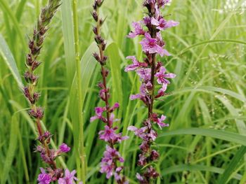 Close-up of purple flowering plant