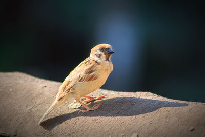 Close-up of bird perching on a wall