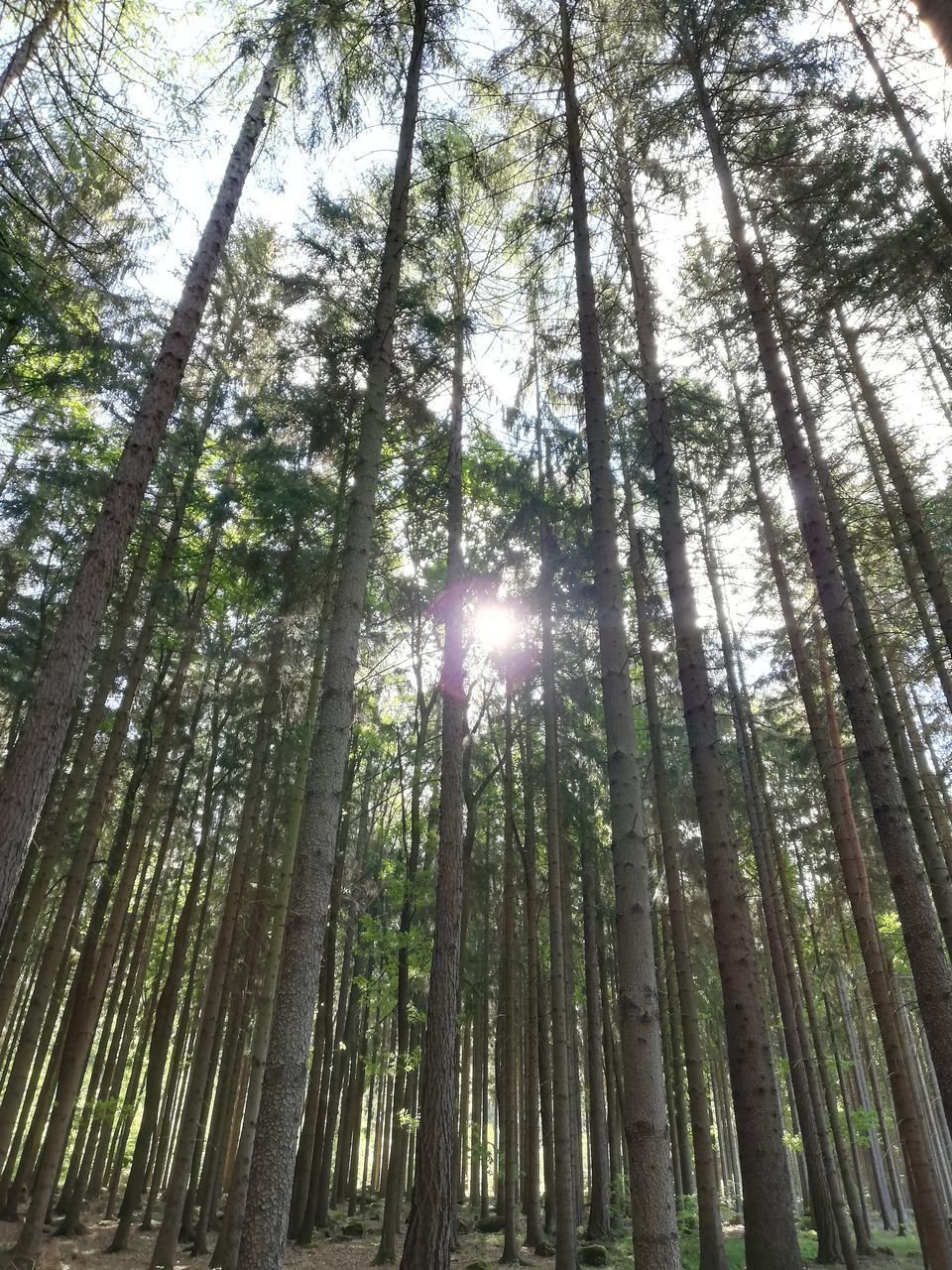 LOW ANGLE VIEW OF SUN STREAMING THROUGH TREES IN FOREST