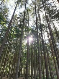 Low angle view of sunlight streaming through trees in forest