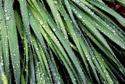 Close-up of water drops on grass