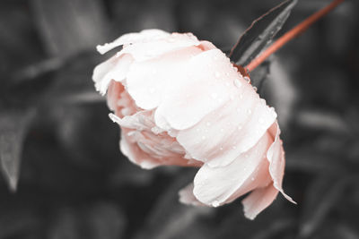 Close-up of wet pink rose