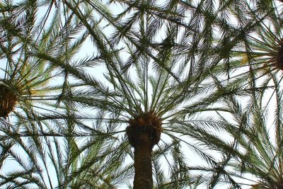Low angle view of palm tree against sky