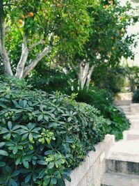 Close-up of plants growing in park