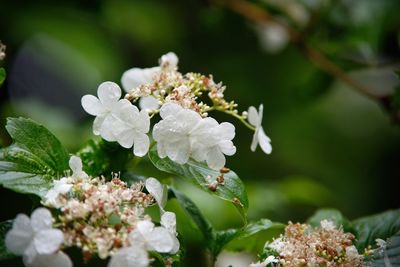 Close-up of white flowering plant