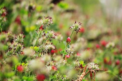 Red flowers against blurred background