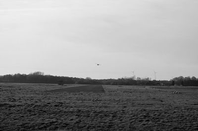 Bird flying over field