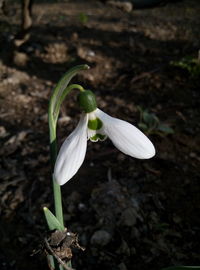 Close-up of white flowers