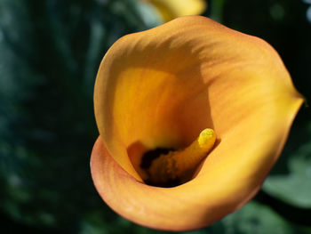 Close-up of yellow rose flower