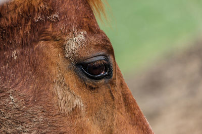 Close-up of a horse