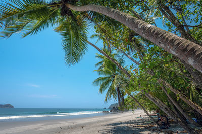 Palm trees on beach against sky