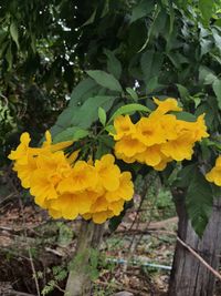 plant