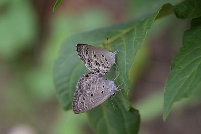 Butterfly on leaf