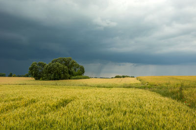 Field with grain, trees and cloudy rainy sky.